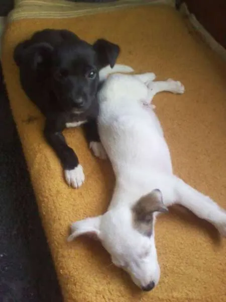 Cachorro ra a RAÇA NÃO DEFINIDA idade 2 a 6 meses nome Osama e Dark