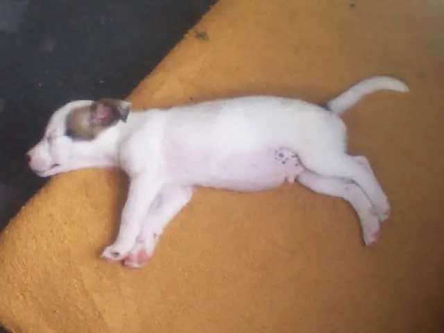Cachorro ra a RAÇA NÃO DEFINIDA idade 2 a 6 meses nome Osama e Dark