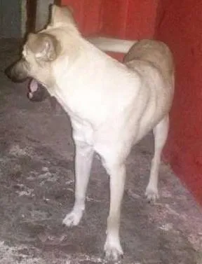 Cachorro raça SRD idade 7 a 11 meses nome LILICA