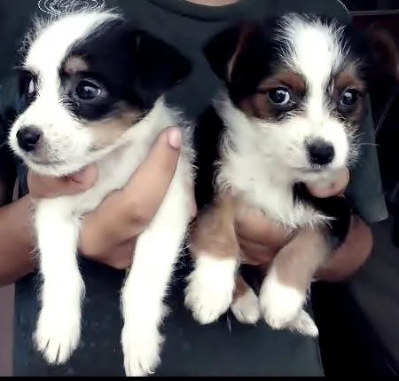 Cachorro ra a Poodle idade Abaixo de 2 meses nome sem nome