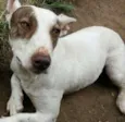 Lala