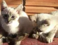 GATINHUS