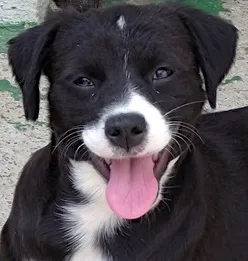 Cachorro raça SRD idade 7 a 11 meses nome PANDA