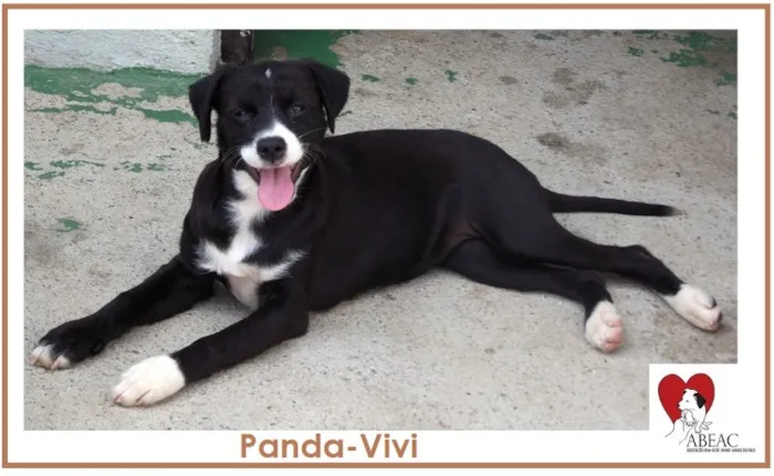 Cachorro ra a SRD idade 7 a 11 meses nome PANDA