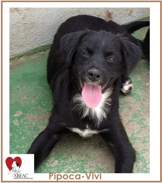Cachorro raça SRD idade 7 a 11 meses nome PIPOCA