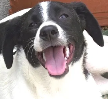 Cachorro ra a SRD idade 7 a 11 meses nome REBECA