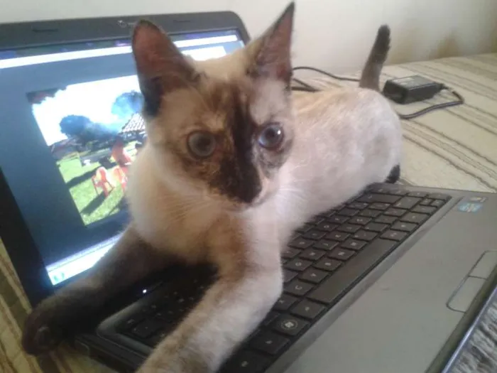Gato ra a Siamês idade 7 a 11 meses nome Nina