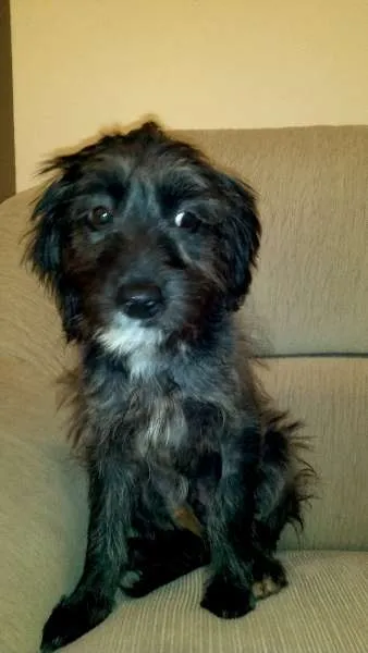 Cachorro ra a SRD idade 2 a 6 meses nome SEM NOME