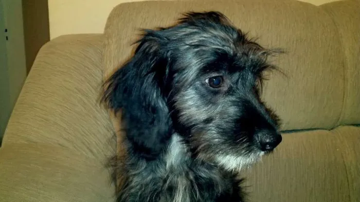 Cachorro ra a SRD idade 2 a 6 meses nome SEM NOME