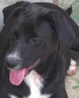 TICO