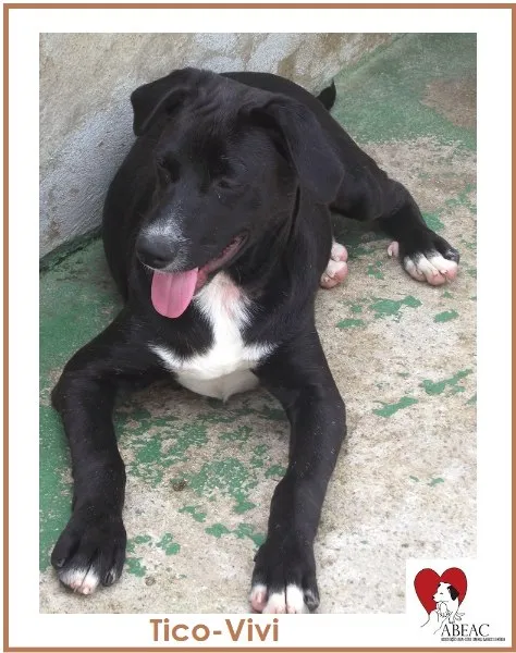 Cachorro raça SRD idade 7 a 11 meses nome TICO