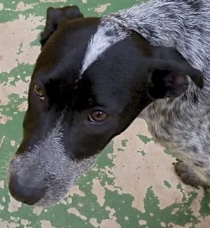 Cachorro raça SRD idade 2 a 6 meses nome ANITA