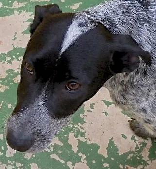 Cachorro ra a SRD idade 2 a 6 meses nome ANITA