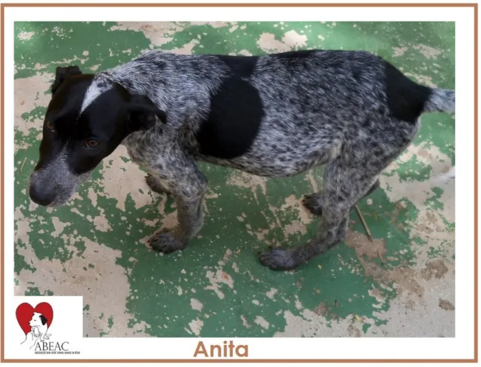 Cachorro ra a SRD idade 2 a 6 meses nome ANITA