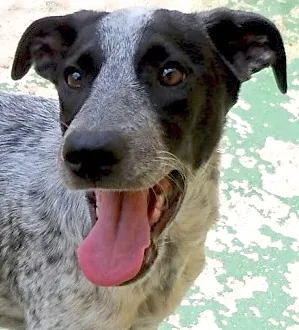 Cachorro raça SRD idade 2 a 6 meses nome ARUSKA