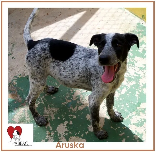 Cachorro ra a SRD idade 2 a 6 meses nome ARUSKA
