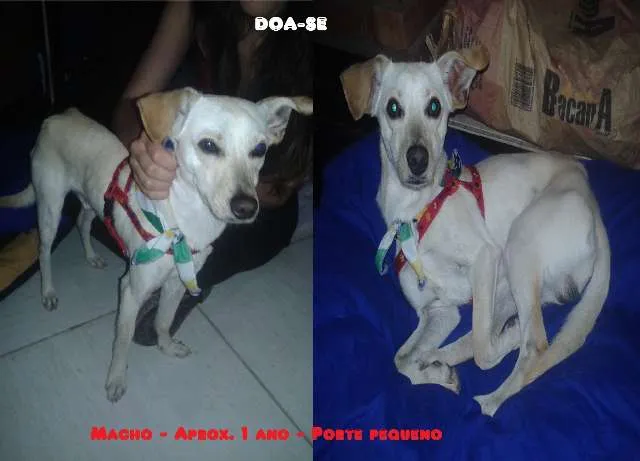 Cachorro ra a SRD idade 7 a 11 meses nome Pirulito