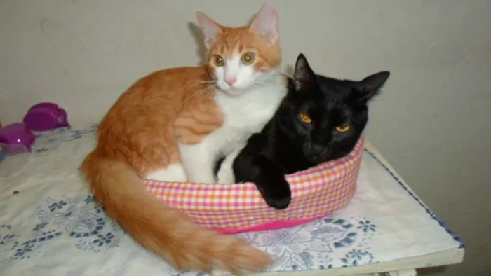 Gato ra a SRD idade 7 a 11 meses nome Lion e Moreninha
