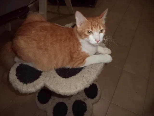 Gato ra a SRD idade 7 a 11 meses nome Lion e Moreninha