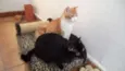 Lion e Moreninha