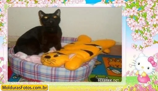 Gato ra a SRD idade 7 a 11 meses nome Lion e Moreninha