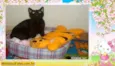 Lion e Moreninha