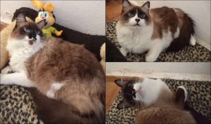 Gato ra a mestiças  ragdoll idade 2 anos nome KELLY, Kika, Kate