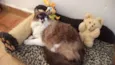 KELLY, Kika, Kate