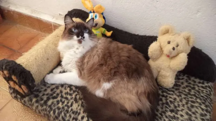 Gato ra a mestiças  ragdoll idade 2 anos nome KELLY, Kika, Kate
