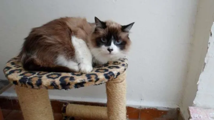 Gato ra a mestiças  ragdoll idade 2 anos nome KELLY, Kika, Kate
