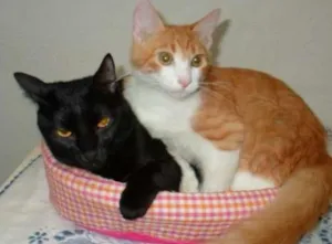 Gato raça SRD idade 7 a 11 meses nome Lion e Moreninha