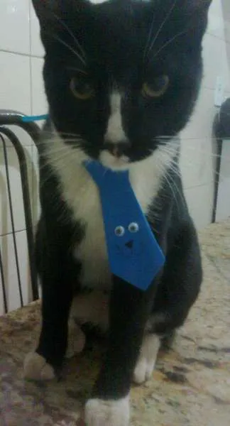Gato raça SRD idade 2 anos nome Ramsés/Pretinho/Nen