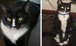 Gato raça SRD idade 2 anos nome Ramsés/Pretinho/Nen
