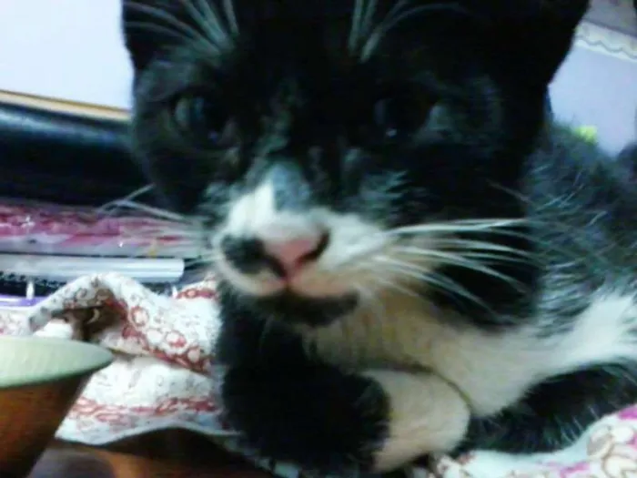 Gato ra a Não definida idade 2 a 6 meses nome --
