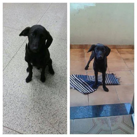 Cachorro raça SRD idade 1 ano nome OBAMA