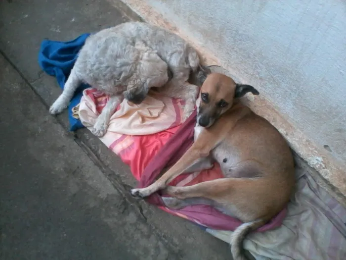 Cachorro raça viralata idade  nome chena