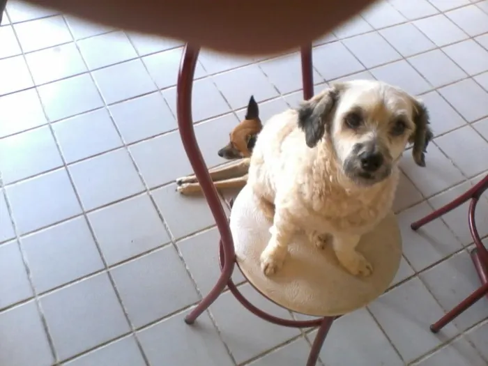 Cachorro raça Poodle idade 4 anos nome belinha
