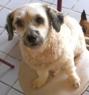 Cachorro raça Poodle idade 4 anos nome belinha