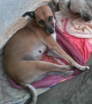 Cachorro raça viralata idade  nome chena