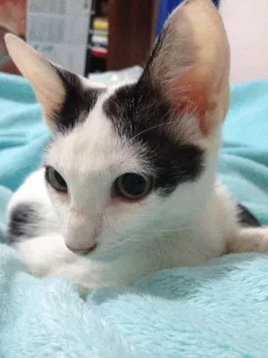 Gato raça Indefinida idade 2 a 6 meses nome Louie