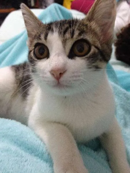 Gato ra a Indefinida idade 2 a 6 meses nome Lili