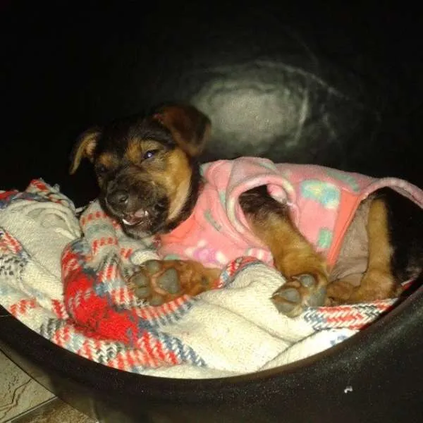 Cachorro ra a Vira Lata idade 2 a 6 meses nome Vitória