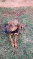 Megui