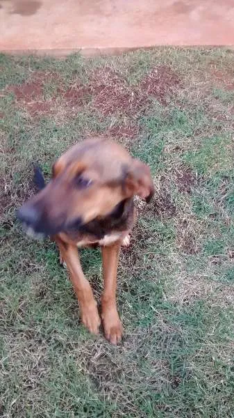Cachorro ra a  idade 7 a 11 meses nome Megui