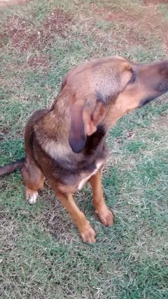 Cachorro ra a  idade 7 a 11 meses nome Megui