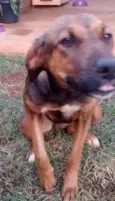 Megui