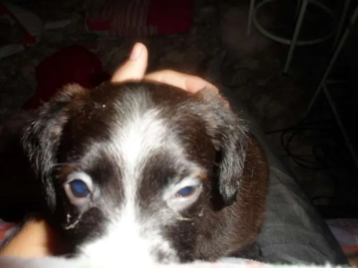 Cachorro ra a vira lata idade 2 a 6 meses nome Pretinho