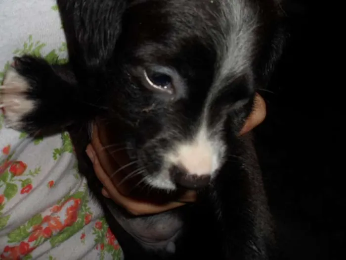 Cachorro ra a vira lata idade 2 a 6 meses nome Pretinho