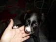 Pretinho