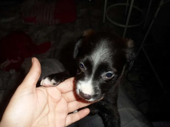 Cachorro ra a vira lata idade 2 a 6 meses nome Pretinho